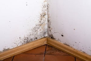 4 ways to prevent mold the geiler company