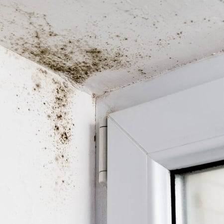 Does humidity cause mold in a house_mold on wall_ The Geiler Company