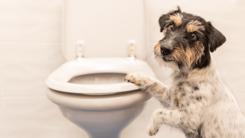 how to fix a clogged toilet-2_the geiler company