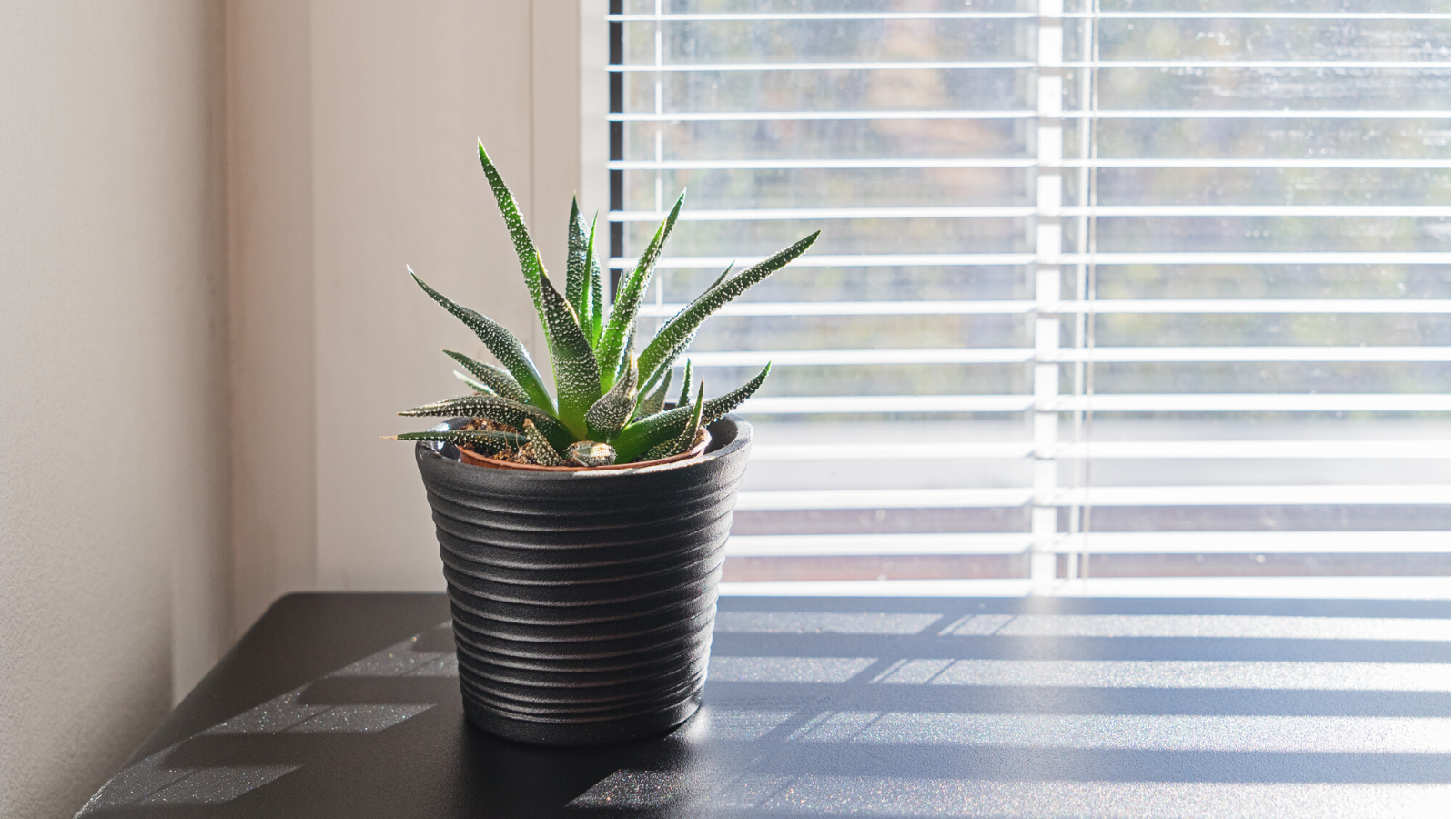 Allergies, Asthma & Indoor Air Quality