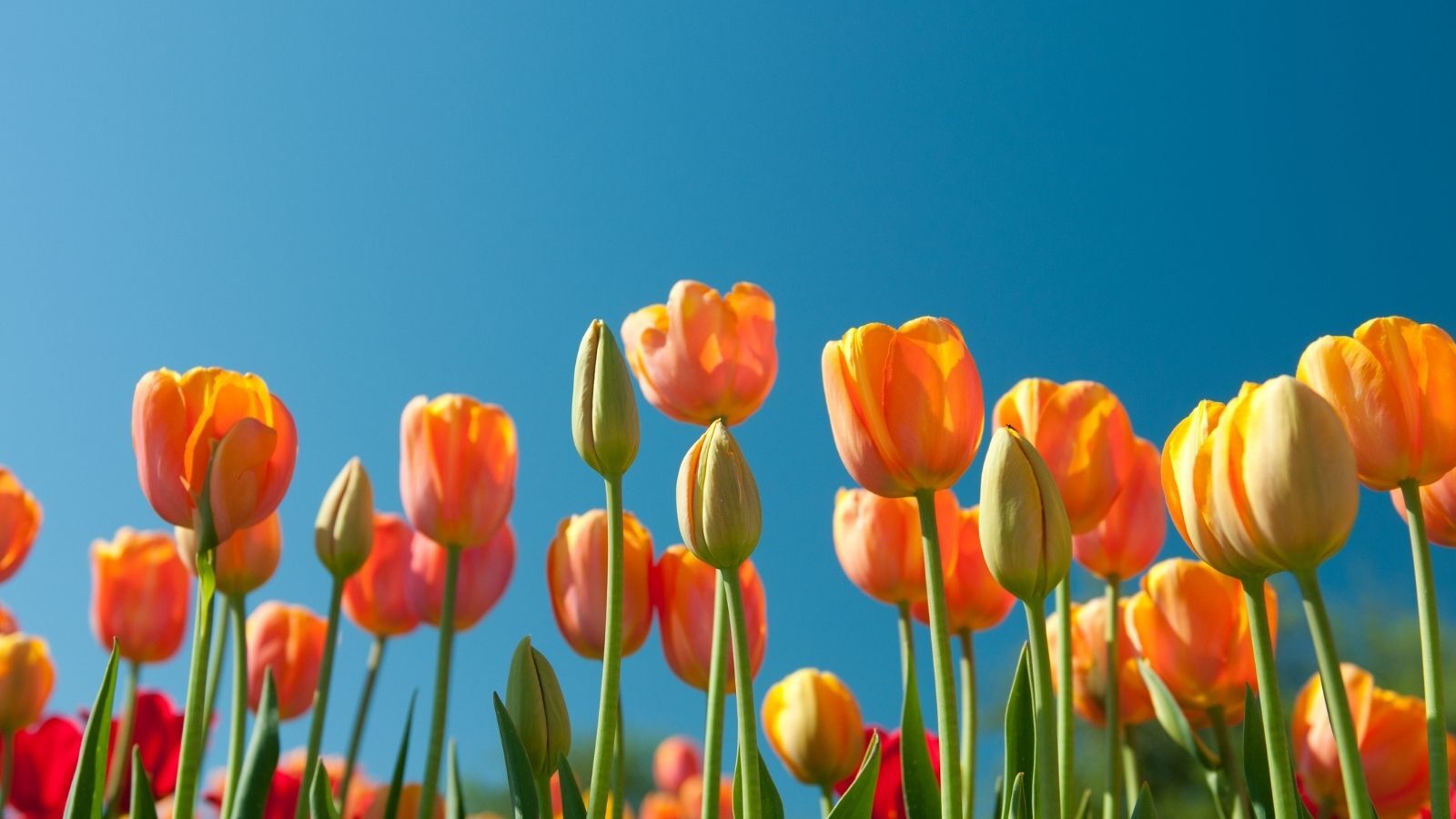 Spring HVAC Tune-Up Special: Get Your Cincinnati/NKY Home Summer-Ready