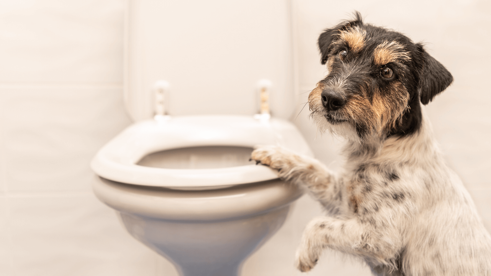 how to fix a clogged toilet_the geiler company